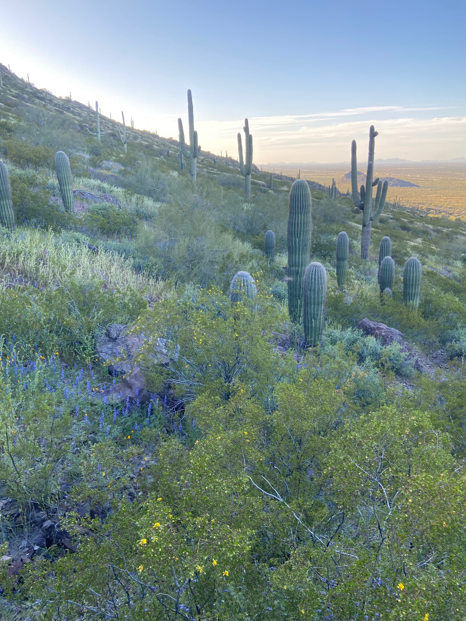 desertpulsehealthcare.com